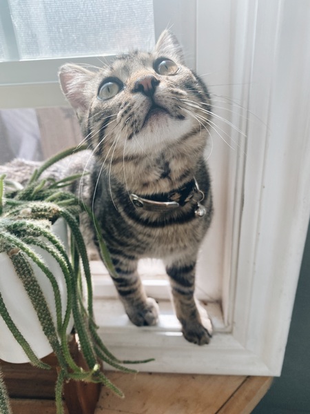 Simba