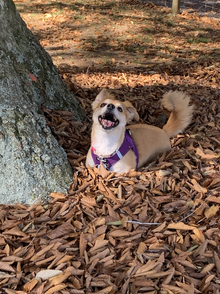 Leia
