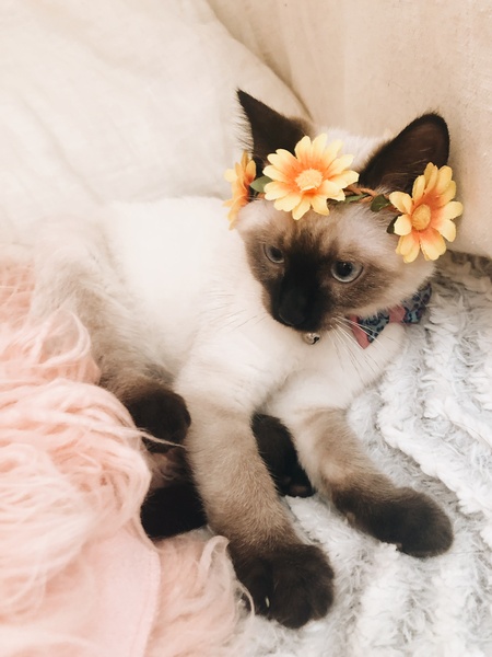 Nala