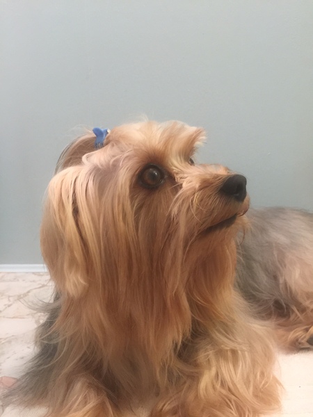 Casanova