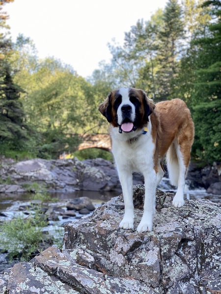 Moose