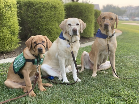 Simone (GDB) puppy, Wish (Retired GDB Breeder, middle) Navy (Current GDB Breeder and Simones mother)