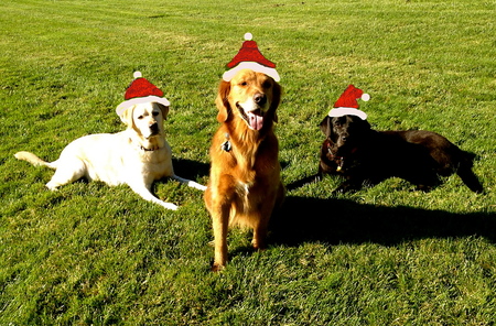 BettyLou (Retired GDB) and  Best Friends Tina and Beamer
