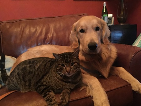 Humphrey (cat is Angus)