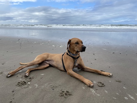 Kona