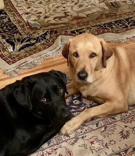 Lily (Iliana) & O’Leary