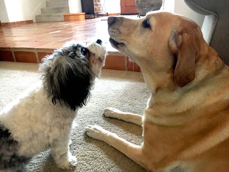 Luca & Lucy