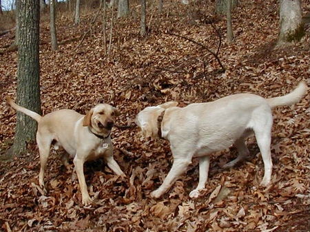 Hudson and Sonne