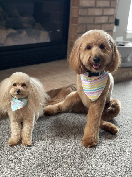 Finnegan & Teddi