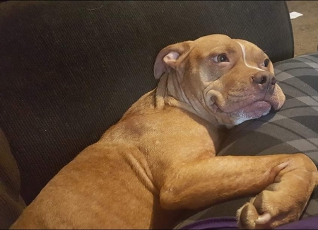 Nala