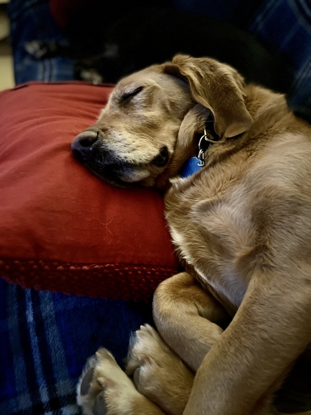 Millie—AKA Goldenbasset on Insta