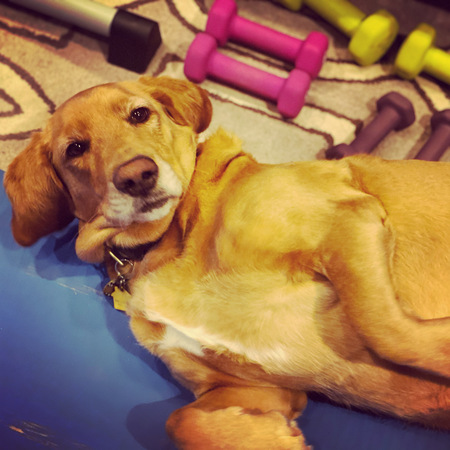 Millie—AKA Goldenbasset on Insta