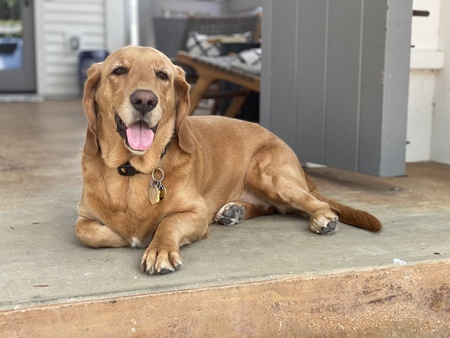 Millie—AKA Goldenbasset on Insta