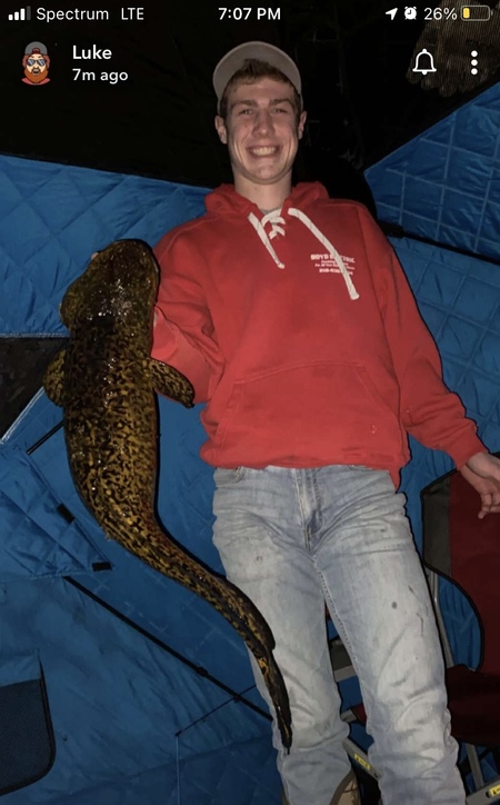 Eelpout