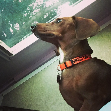 Winston