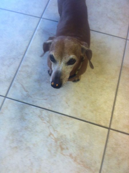 Daisy