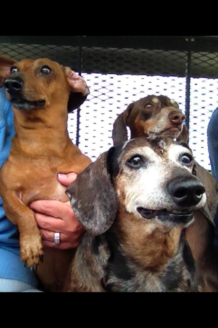 Mickey, Rocky & Asa on the mule
