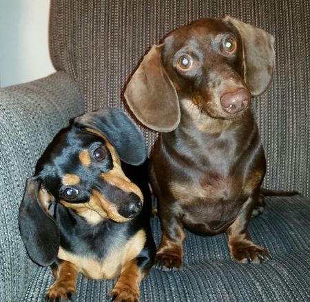 Sadie Mae and Taz