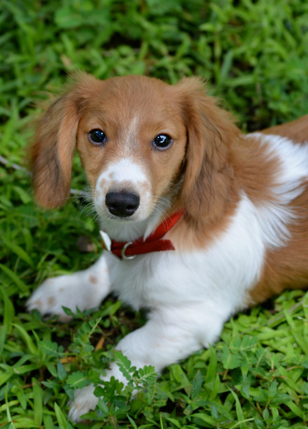 Entry image for Stanley. Clicking this image will show a larger photo