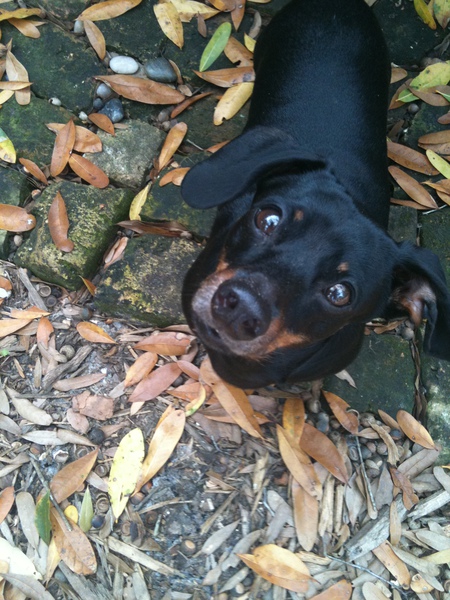 Bella