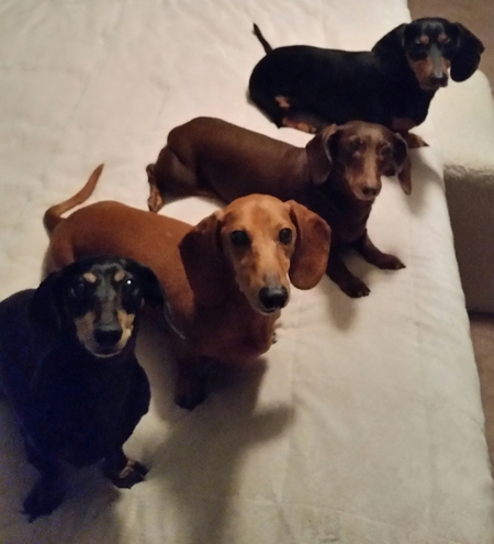 Zee (280Z), Toby, Bee (B210), and Charlie