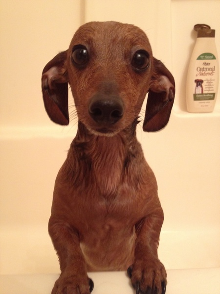 Gidget