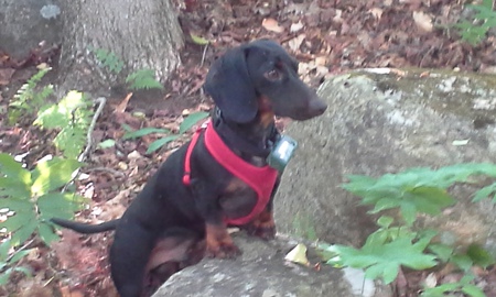 Dewey
