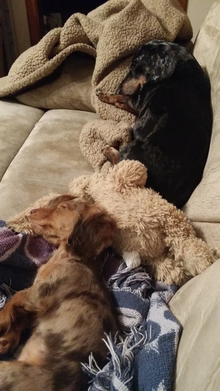 Pickle and Peabody