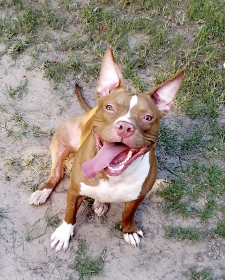 Millie