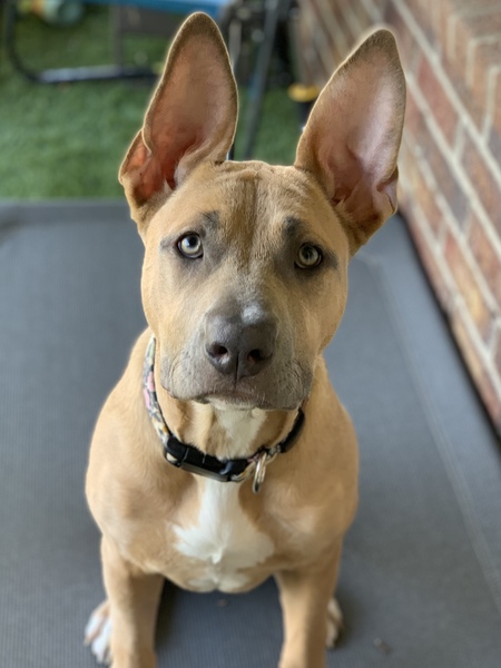 Gracie