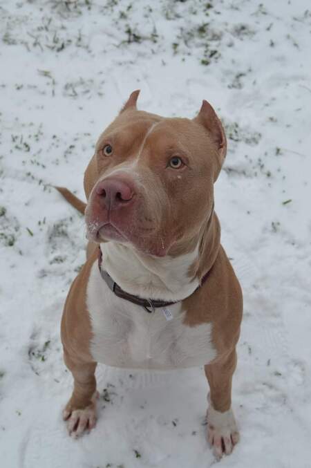 Klaus