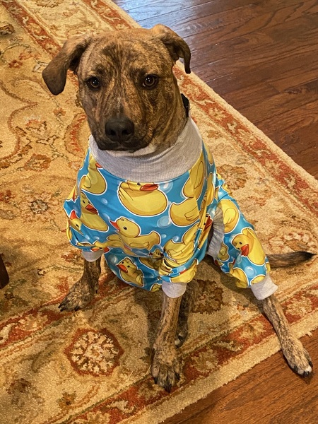 Phil Collins the Mustard Tiger