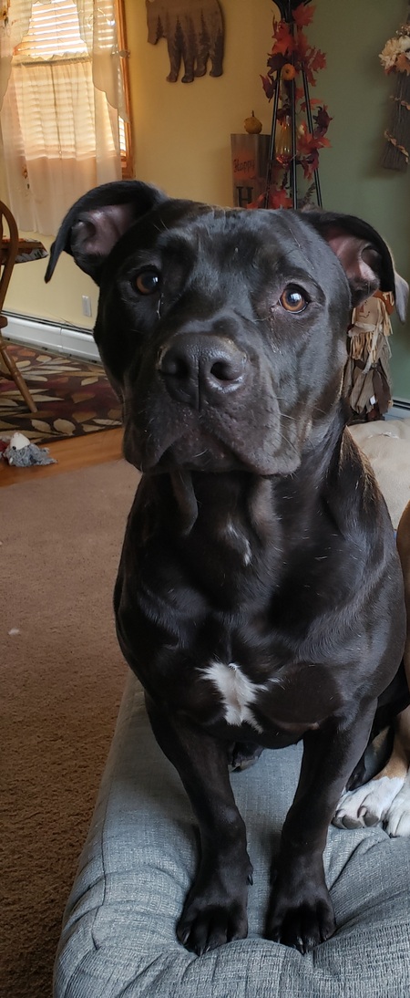Sherman 