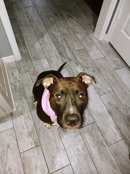 Bella