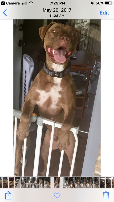 Taz