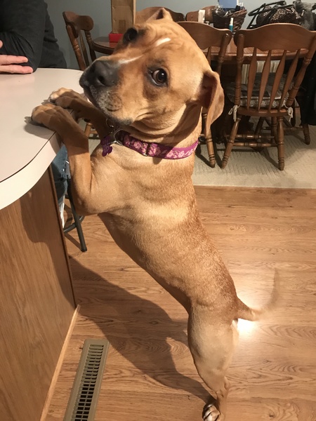Bluebonnet   (Bonnie)