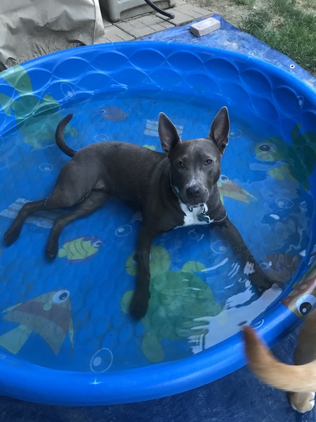 Nessa