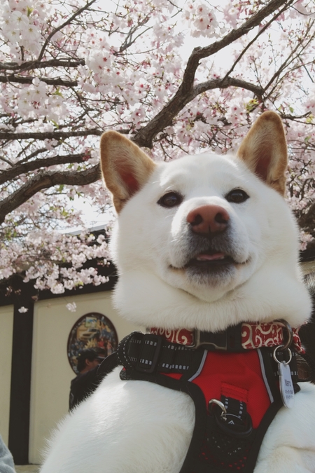 Maro