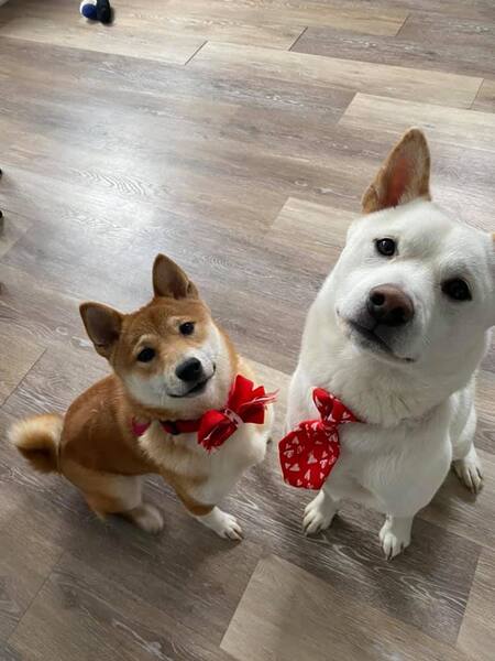 Suki (red) and Fenrir (white) 