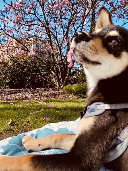 Sir Woofles Wigglebottoms 