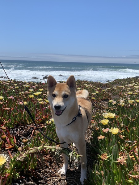 Mochi