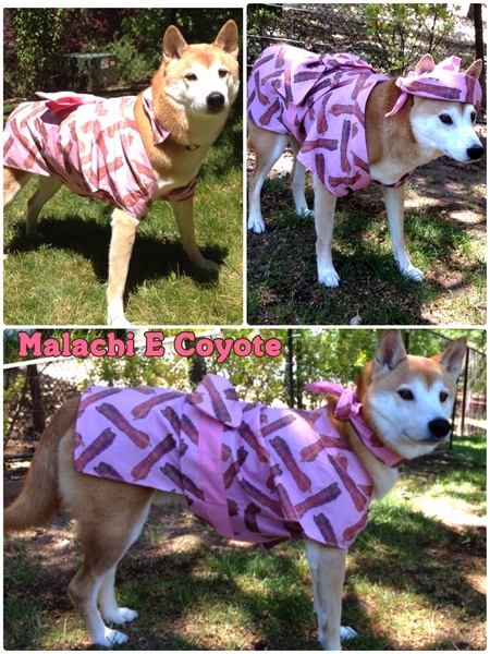 Malachi E Coyote