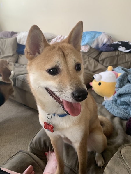 Arlo