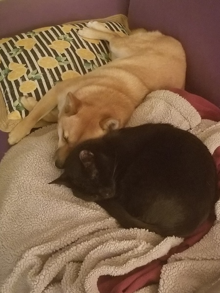 Asami and Pooka