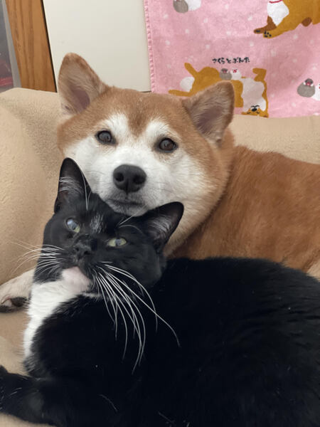 Jack (doge) & Georgie (meowie)