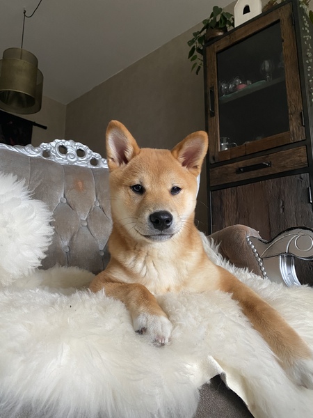 Suki