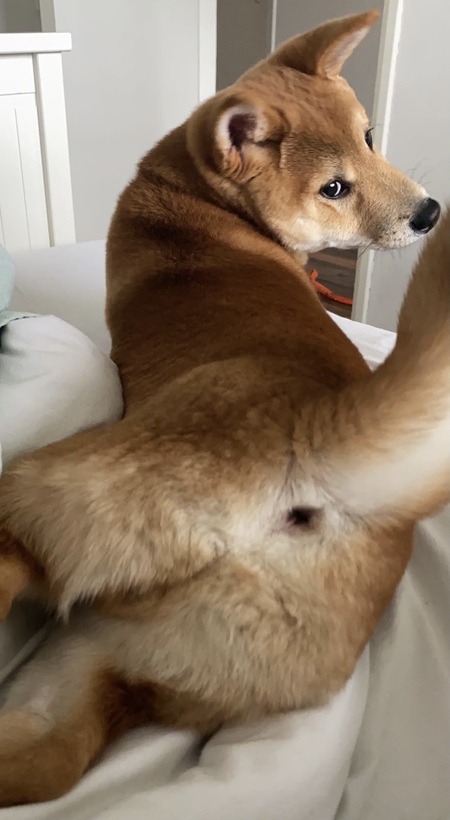 Suki