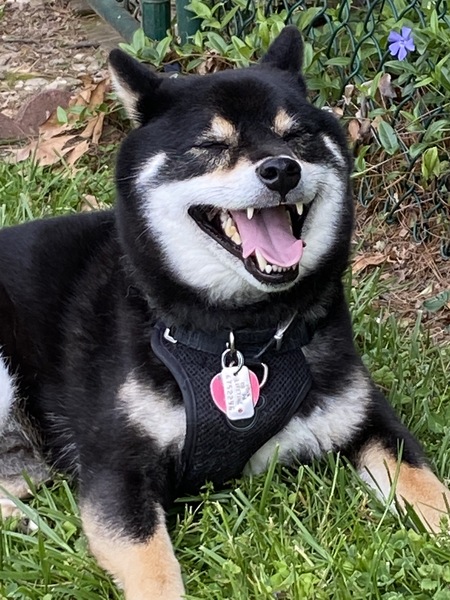 Mako