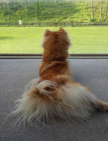 Pippin