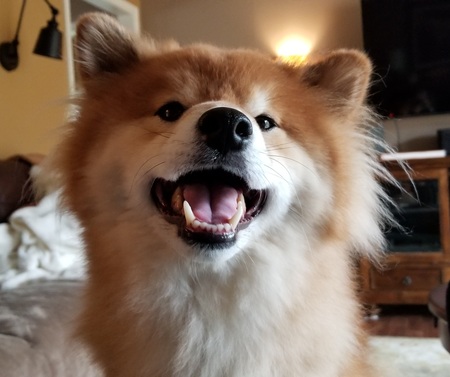 Pippin, AKA Pippity Do Dah